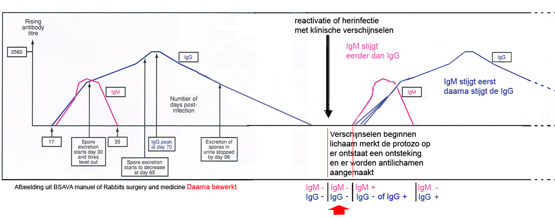 Bloed grafiekwaarde van IgM en IgG na injectie met E. cuniculi protozoen intraveneus 